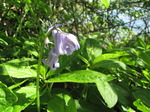 SX14182 Light purple Bluebell (Scilla non-scripta).jpg